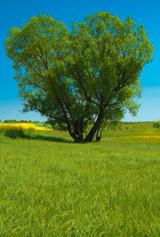 Grusskarte Baum