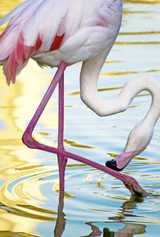 Grusskarte Flamingo